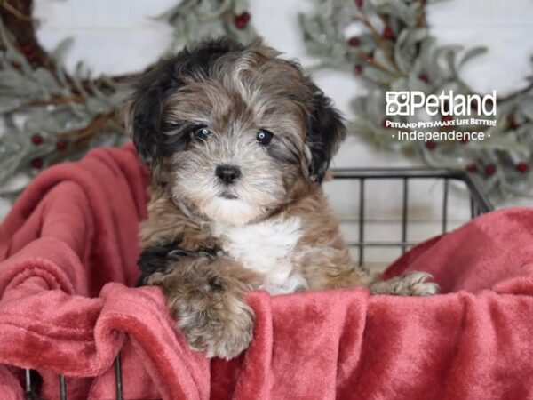 Shih Poo-Dog-Female-Merle-5344-Petland Independence, Missouri