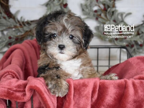 Shih Poo Dog Female Merle 5344 Petland Independence, Missouri