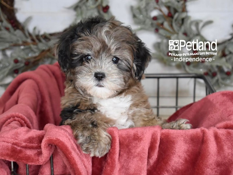 Shih Poo-Dog-Female-Merle-3882315-Petland Independence, Missouri
