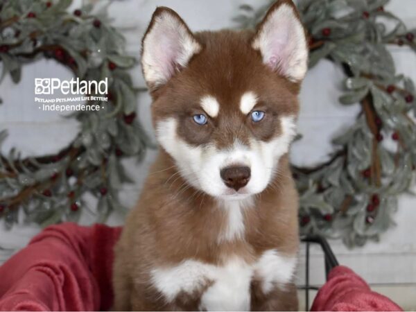 Pomsky Dog Male Red & White 5347 Petland Independence, Missouri