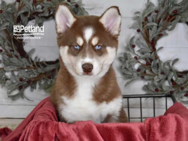 Pomsky Dog Male Red & White 5349 Petland Independence, Missouri