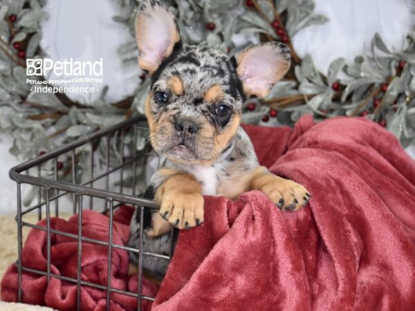 French Bulldog-Dog-Male-Tri-Color Merle-5360-Petland Independence, Missouri