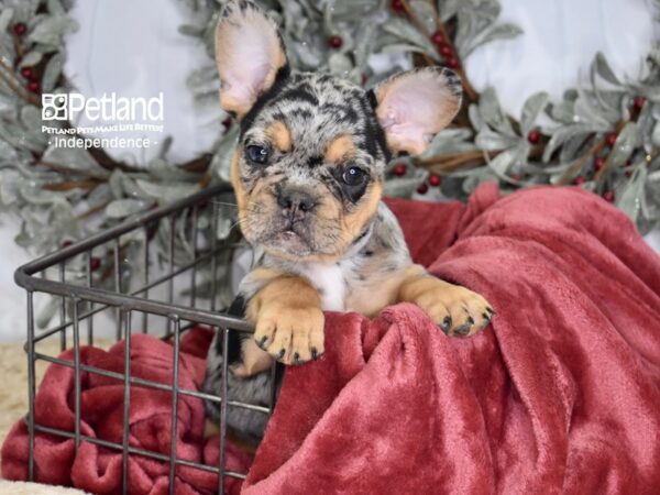 French Bulldog Dog Male Tri-Color Merle 5360 Petland Independence, Missouri