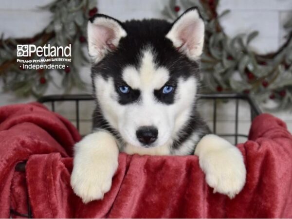 Siberian Husky Dog Female Black & White 5358 Petland Independence, Missouri