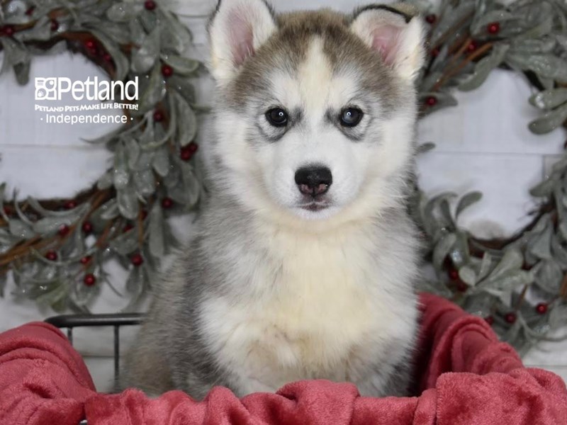 Siberian Husky-Dog-Female-Silver & White-3892194-Petland Independence, Missouri