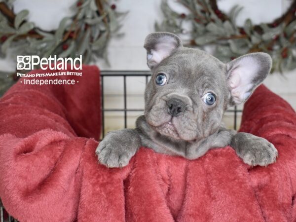 French Bulldog Dog Male Blue Brindle 5374 Petland Independence, Missouri