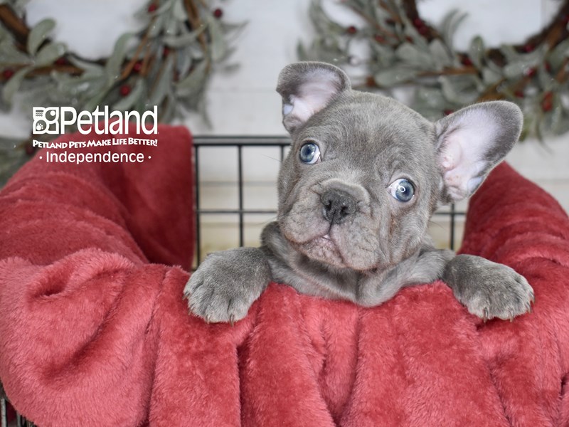 French Bulldog-Dog-Male-Blue Brindle-3899540-Petland Independence, Missouri