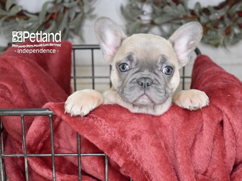 French Bulldog-Dog-Female-Blue Fawn-3899543-Petland Independence, Missouri