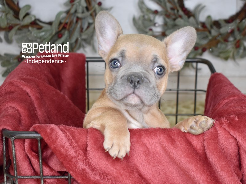 French Bulldog-Dog-Male-Blue Fawn-3899548-Petland Independence, Missouri