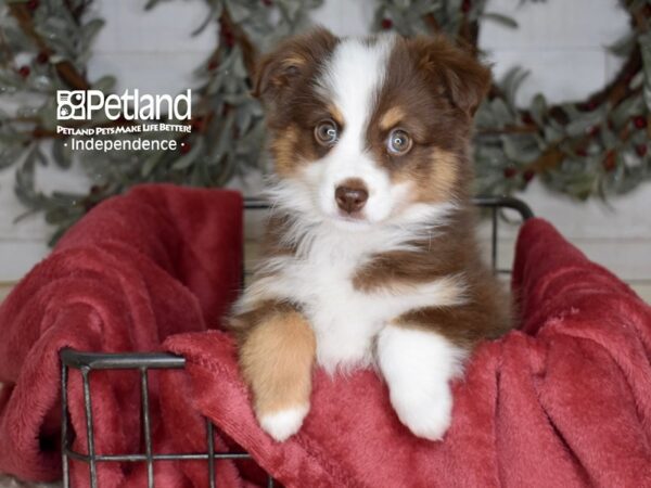 Toy Australian Shepherd Dog Female Red Tri 5361 Petland Independence, Missouri