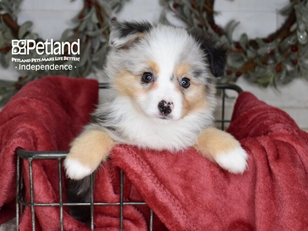 Toy Australian Shepherd Dog Male Blue Merle 5362 Petland Independence, Missouri