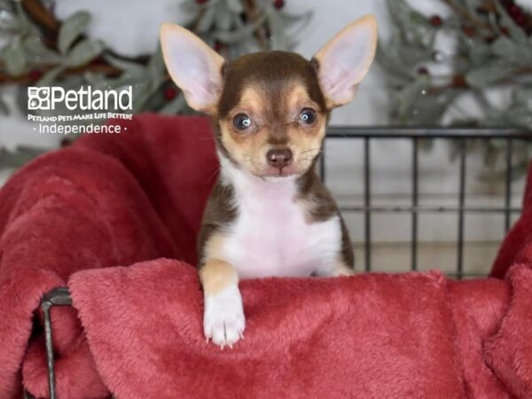 Chihuahua Dog Female Chocolate, Tan, & White 5373 Petland Independence, Missouri