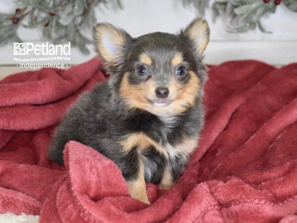 Chihuahua Dog Male Blue & Tan 5380 Petland Independence, Missouri