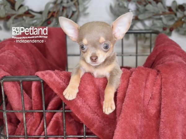 Chihuahua Dog Female Lilac & Tan 5381 Petland Independence, Missouri