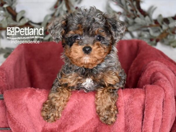 Cavapoo 2nd Generation Dog Male Blue Merle 5382 Petland Independence, Missouri