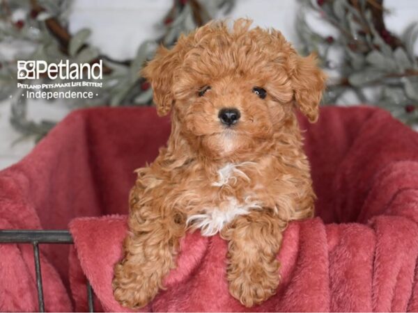 Cavapoo 2nd Generation-Dog-Male-Red-5384-Petland Independence, Missouri