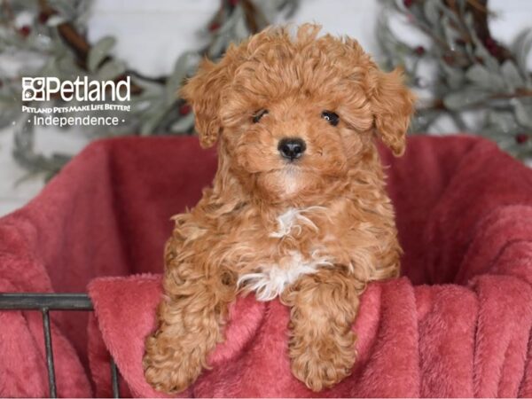 Cavapoo 2nd Generation Dog Male Red 5384 Petland Independence, Missouri