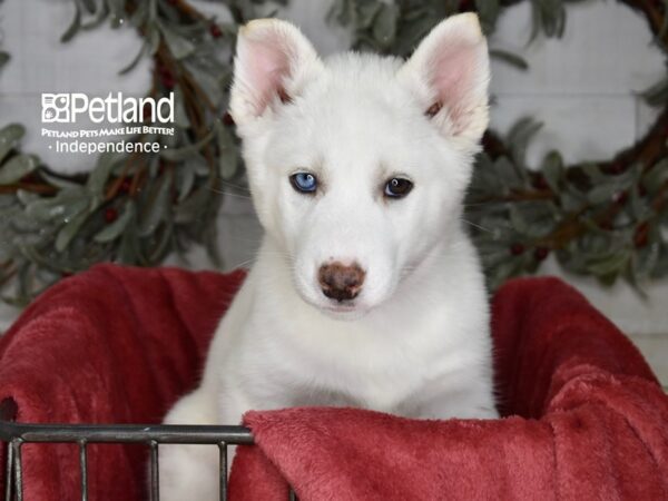 Siberian Husky Dog Female White 5369 Petland Independence, Missouri