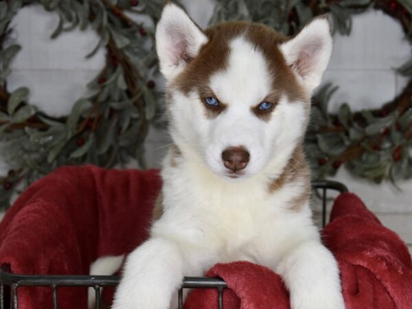 Siberian Husky Dog Female Brown & White 5370 Petland Independence, Missouri