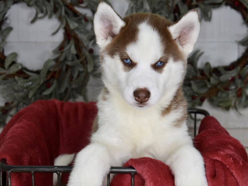Siberian Husky-Dog-Female-Brown & White-3899432-Petland Independence, Missouri