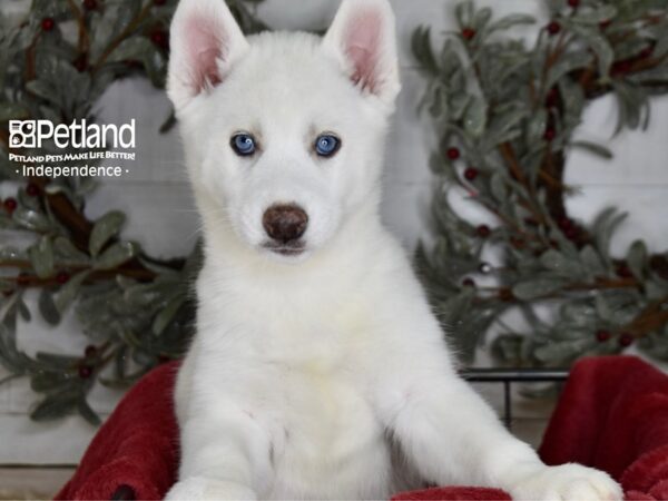 White siberian hot sale husky breeders