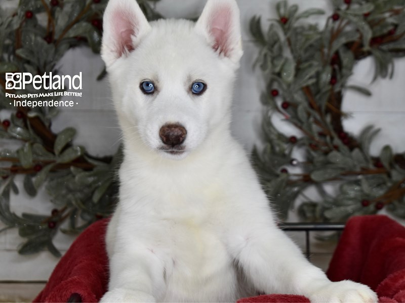 Siberian Husky-Dog-Female-White-3899426-Petland Independence, Missouri