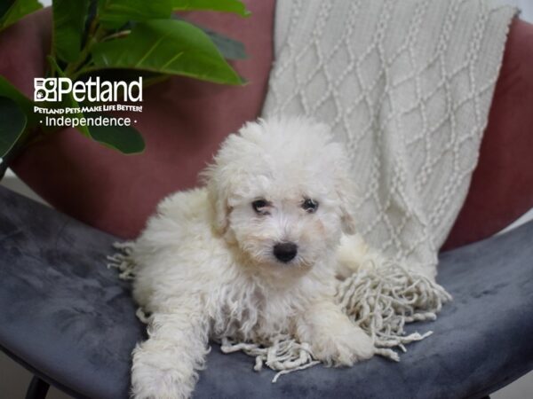 Bichon-Poo Dog Male Cream 5242 Petland Independence, Missouri