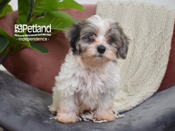 Havapoo Dog Female Merle Parti 5240 Petland Independence, Missouri