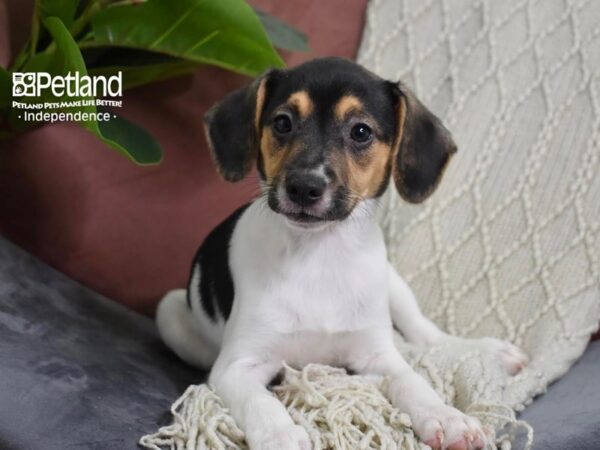 Jack Russell Terrier Dog Male Tan & White 5278 Petland Independence, Missouri