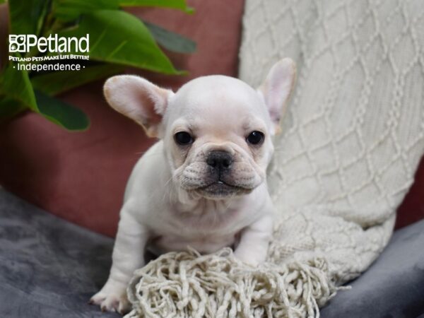 French Bulldog Dog Male Cream 5282 Petland Independence, Missouri