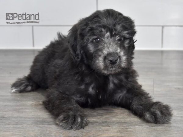 [#503] Black Female Miniature Aussiedoodle Puppies For Sale