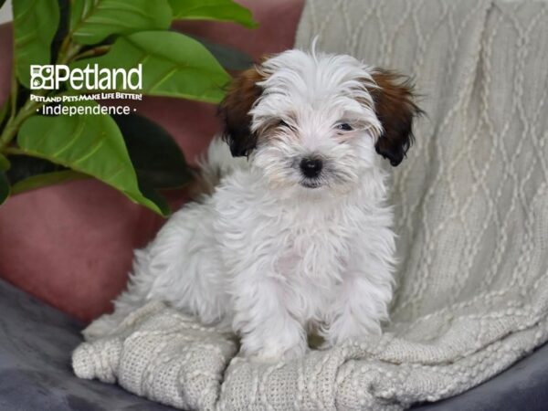 Maltipoo Dog Male Sable & White 5306 Petland Independence, Missouri