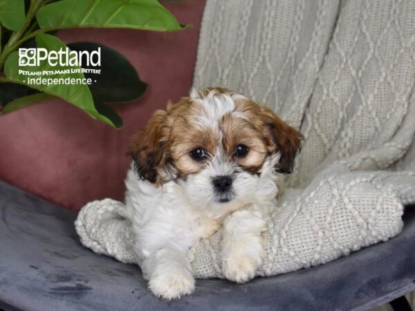 Shih Poo-Dog-Female-Brown & White-5308-Petland Independence, Missouri