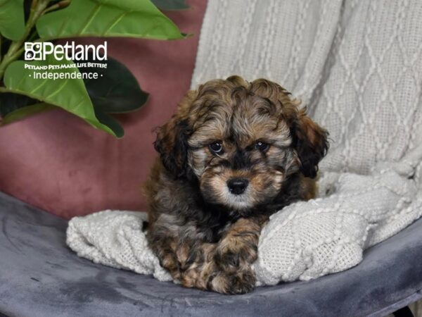 [#5309] Sable Male Shih Poo Puppies For Sale