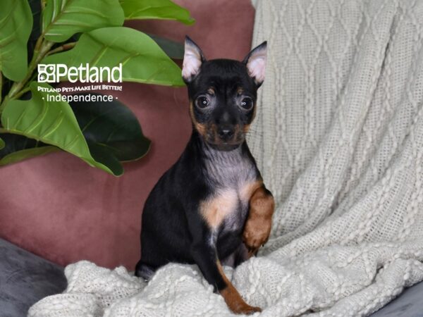 [#5313] Black & Rust Female Miniature Pinscher Puppies For Sale