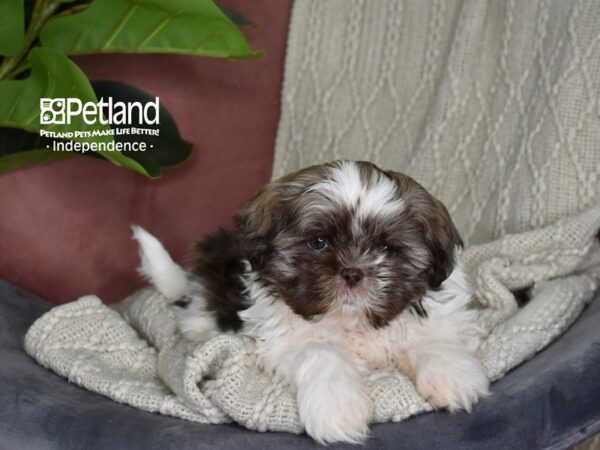 Shih Tzu-Dog-Female-Chocolate & White Parti-5320-Petland Independence & Lee's Summit, MO