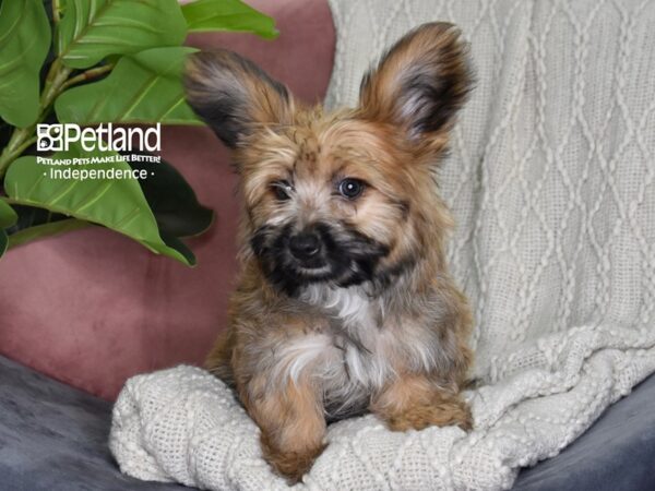 Yorkie Poo Dog Male Gold 5310 Petland Independence, Missouri