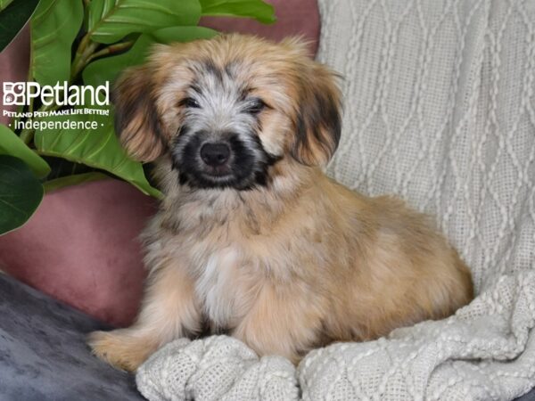 Yorkie Poo-Dog-Male-Gold Parti-5311-Petland Independence & Lee's Summit, MO
