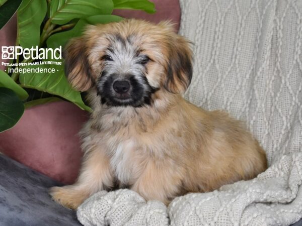 Yorkie Poo Dog Male Gold Parti 5311 Petland Independence, Missouri