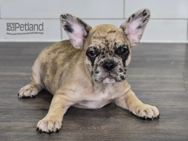 [#522] Red Merle Female French Bulldog Puppies For Sale