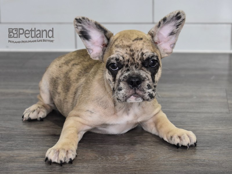 [#522] Red Merle Female French Bulldog Puppies For Sale #2