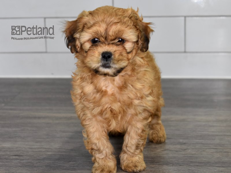 [#518] Red Male Shih Poo Puppies For Sale #2