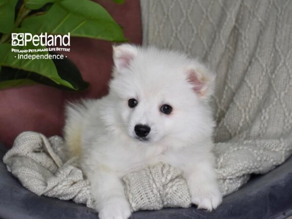 American Eskimo-Dog-Male-White-5321-Petland Independence, Missouri