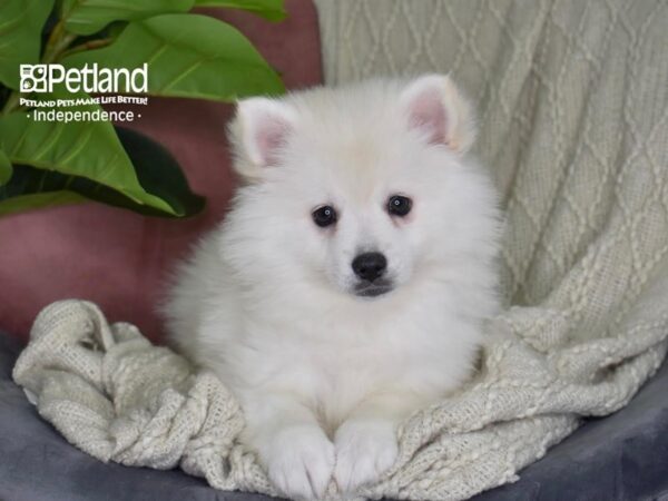 [#5322] White Female American Eskimo Puppies For Sale