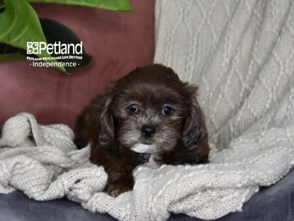 Shih Poo Dog Female Blue Merle 5328 Petland Independence, Missouri