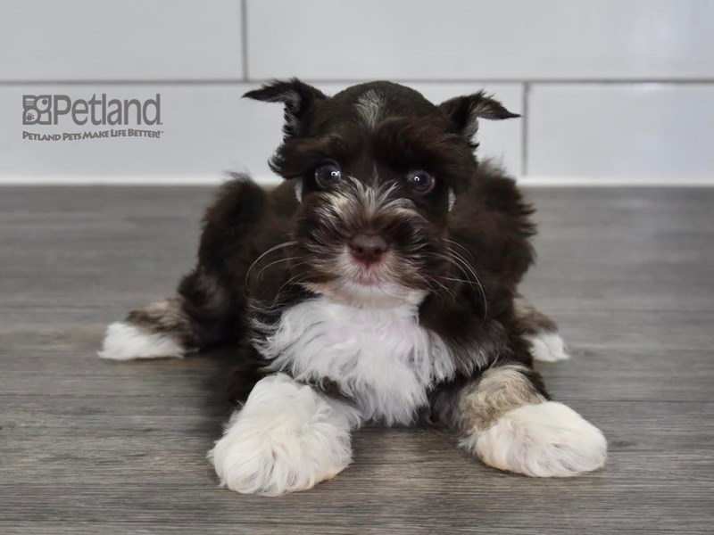 [#532] Black & White Male Miniature Schnauzer Puppies For Sale #2
