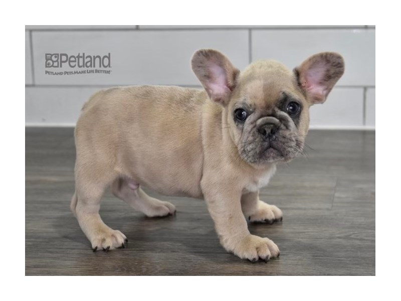 [#530] Merle Male French Bulldog Puppies For Sale #2