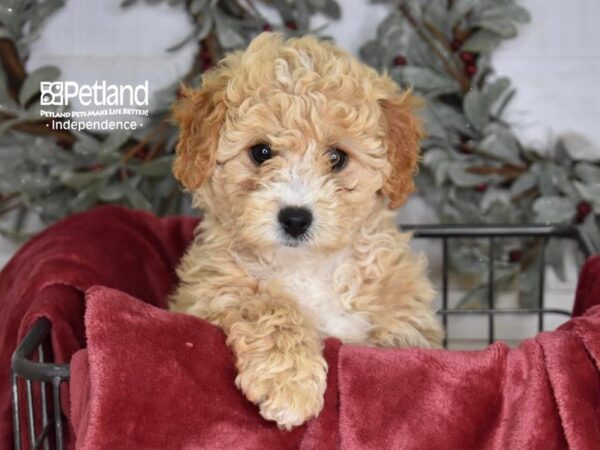 Miniature Goldendoodle 2nd Gen-Dog-Female-Apricot-5337-Petland Independence & Lee's Summit, MO
