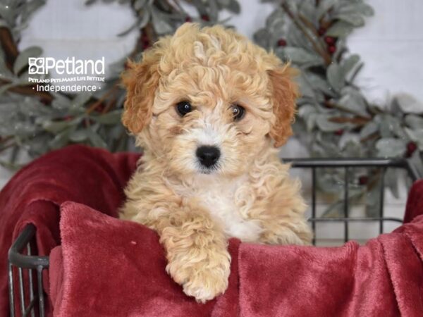 Miniature Goldendoodle 2nd Gen Dog Female Apricot 5337 Petland Independence, Missouri