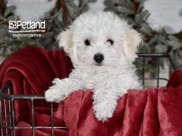 Bichon-Poo Dog Female White 5346 Petland Independence, Missouri